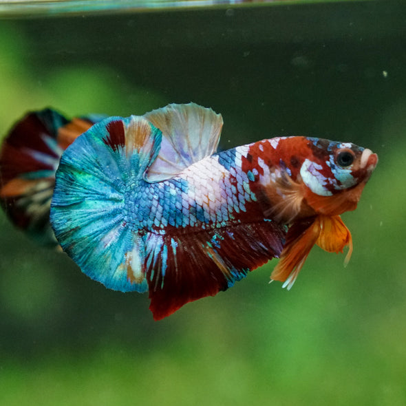 Multicolor/Galaxy Koi Plakat -13 weeks Old