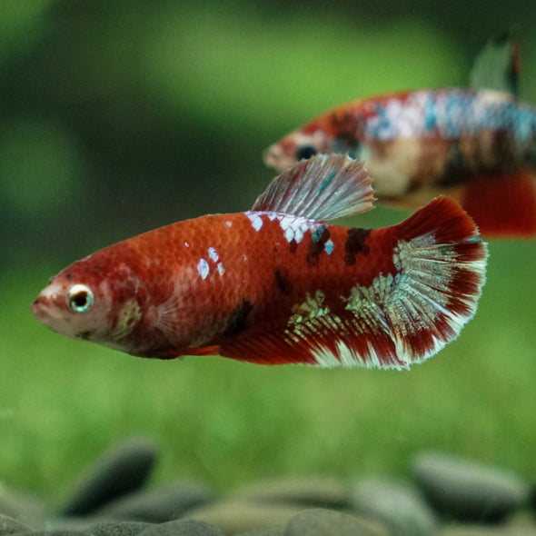 Multicolor/ Galaxy Koi Plakat- Female- 13 Weeks Old