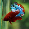 Red Fancy (Hell Boy) Plakat -13 weeks Old