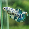 Blue/Green Dalmatian Plakat- Female