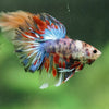 Galaxy/Candy Koi Halfmoon - 14 weeks old