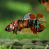 Multicolor/ Galaxy Koi Plakat- Female- 13 Weeks Old