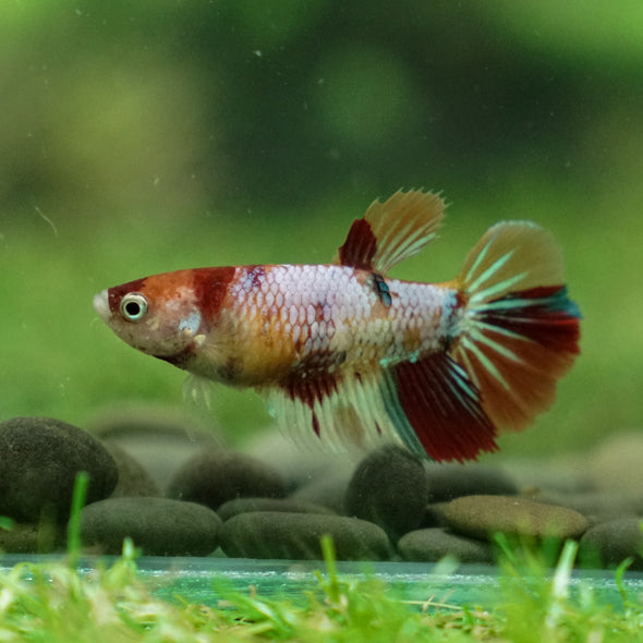 Multicolor/ Galaxy Koi Halfmoon - Female- 13 Weeks Old