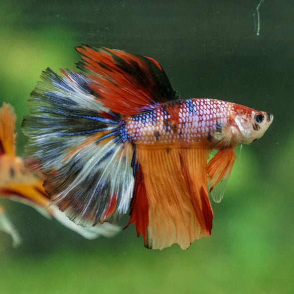 Galaxy/Candy Koi Halfmoon - 13 weeks old