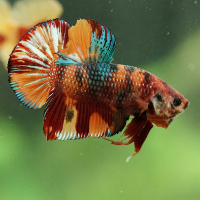 Multicolor/Galaxy Koi Plakat -16 weeks Old