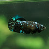 Black Galaxy Koi Plakat (Avatar) - Female- 13 Weeks Old