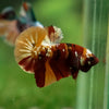 Multicolor/Galaxy Koi Plakat -13 weeks Old