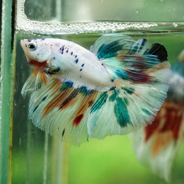 Galaxy/Candy Koi Halfmoon - 14 weeks old