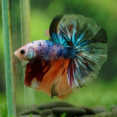 Galaxy/Candy Koi Halfmoon - 14 weeks old