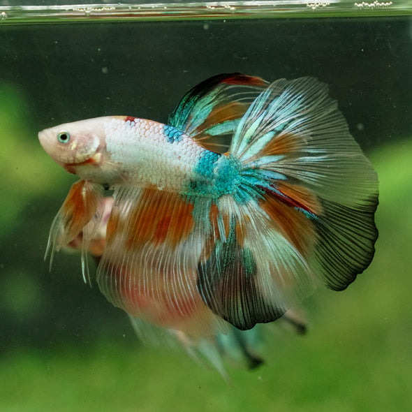 Galaxy/Candy Koi Halfmoon - 13 weeks old