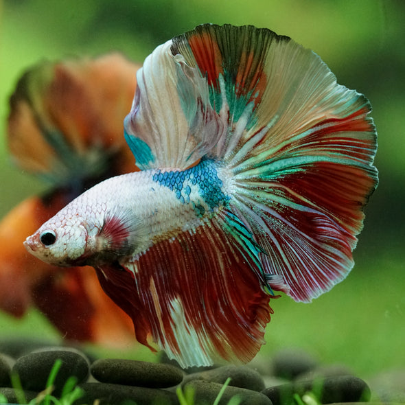 Galaxy/Candy Koi Halfmoon - 14 weeks old