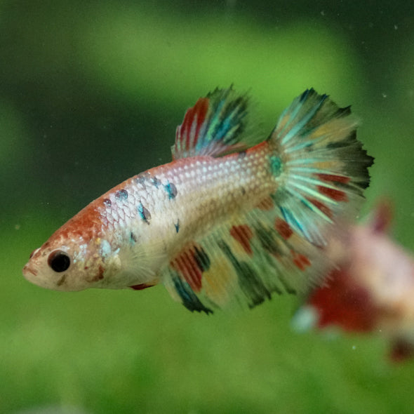 Multicolor/ Galaxy Koi Halfmoon - Female- 13 Weeks Old