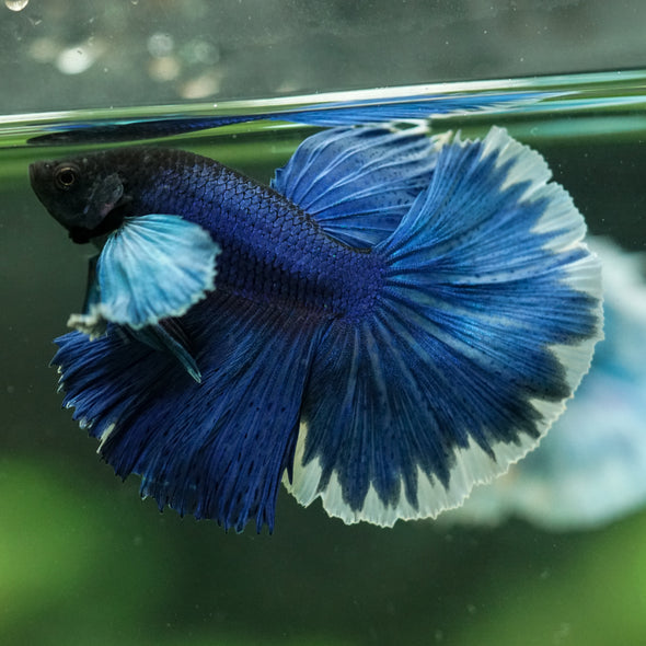 Dumbo Halfmoon - 14 weeks old