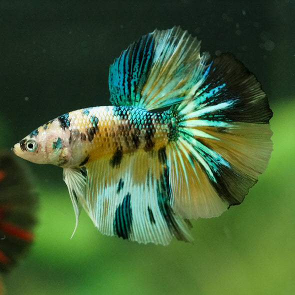 Galaxy/Candy Koi Halfmoon - 11 weeks old