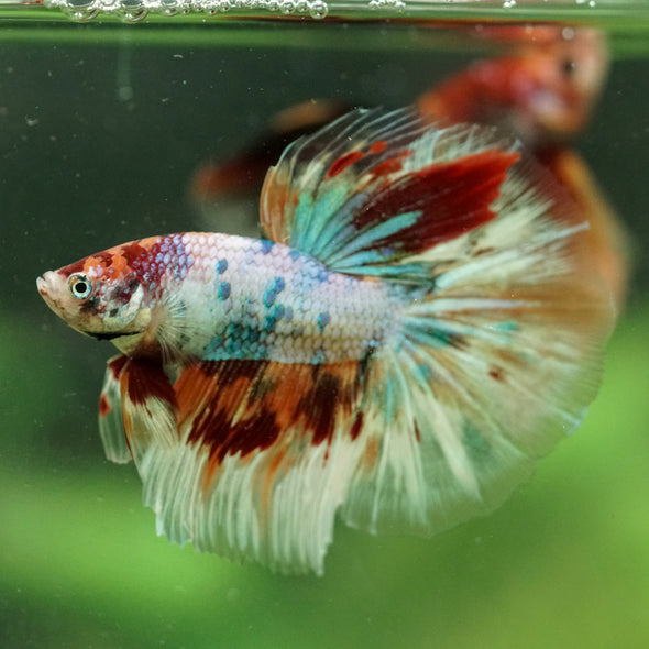 Galaxy/Candy Koi Halfmoon - 14 weeks old
