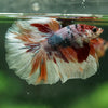 Galaxy/Candy Koi Halfmoon - 14 weeks old