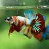 Multicolor/Galaxy Koi Plakat -10 weeks Old