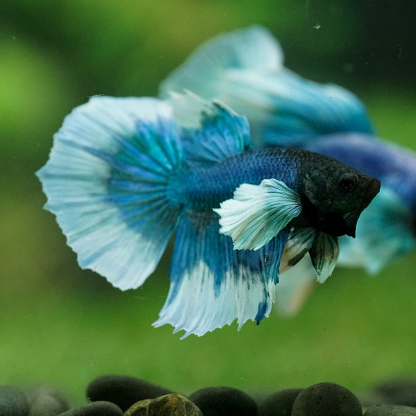 Dumbo Halfmoon - 12 weeks old
