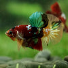 Multicolor/Galaxy Koi Plakat -16 weeks Old