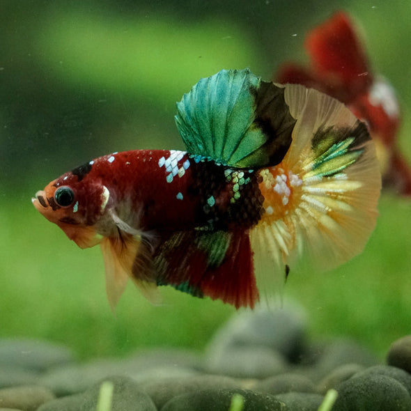 Multicolor/Galaxy Koi Plakat -16 weeks Old