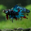 Black Base Galaxy Koi Halfmoon (Avatar) - 14 weeks old
