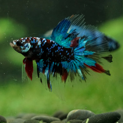 Black Base Galaxy Koi Halfmoon (Avatar) - 14 weeks old