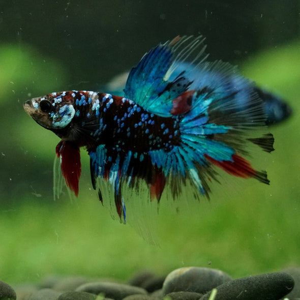 Black Base Galaxy Koi Halfmoon (Avatar) - 14 weeks old