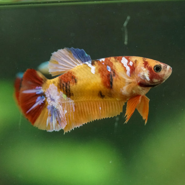 Multicolor/ Galaxy Koi Plakat- Female- 13 Weeks Old