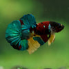 Multicolor/Galaxy Koi Plakat -16 weeks Old