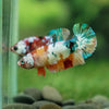 Multicolor/ Galaxy Koi Plakat- Female- 13 Weeks Old