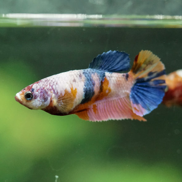 Multicolor/ Galaxy Koi Plakat- Female- 13 Weeks Old