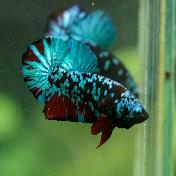 Multicolor/Galaxy Koi Plakat -13 weeks Old