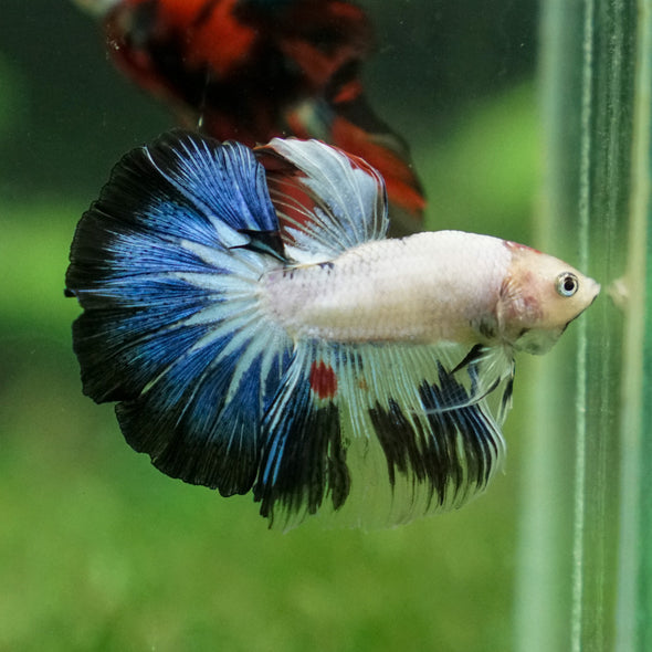 Candy/Galaxy Koi Halfmoon - 11 weeks old