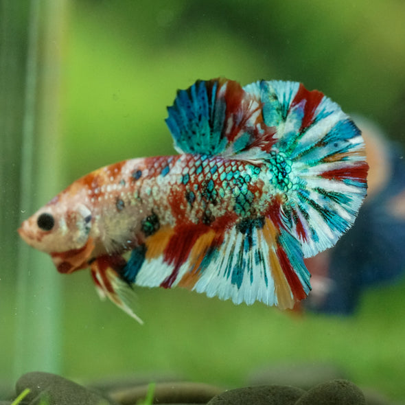 Multicolor/Galaxy Koi Plakat -16 weeks Old