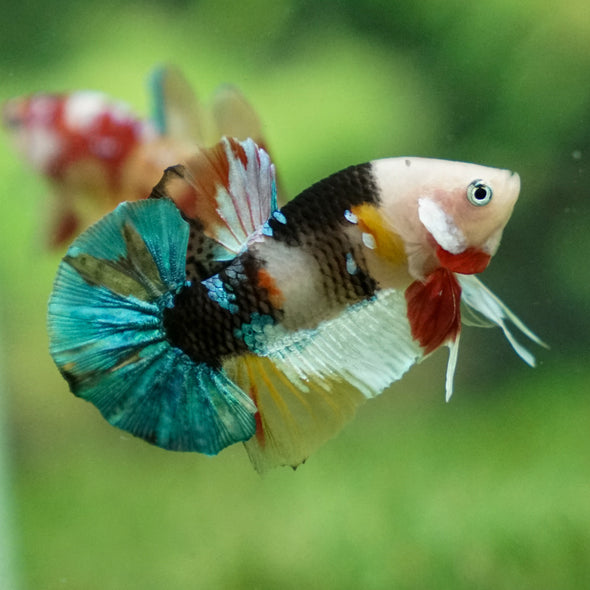 Multicolor/Galaxy Koi Plakat -11 weeks Old