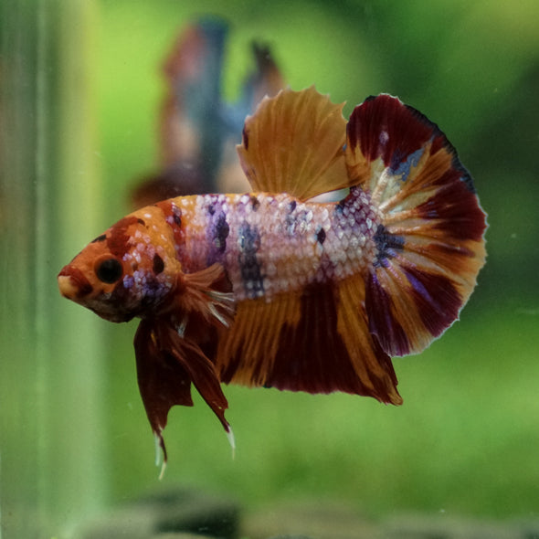 Multicolor/Galaxy Koi Plakat -13 weeks Old