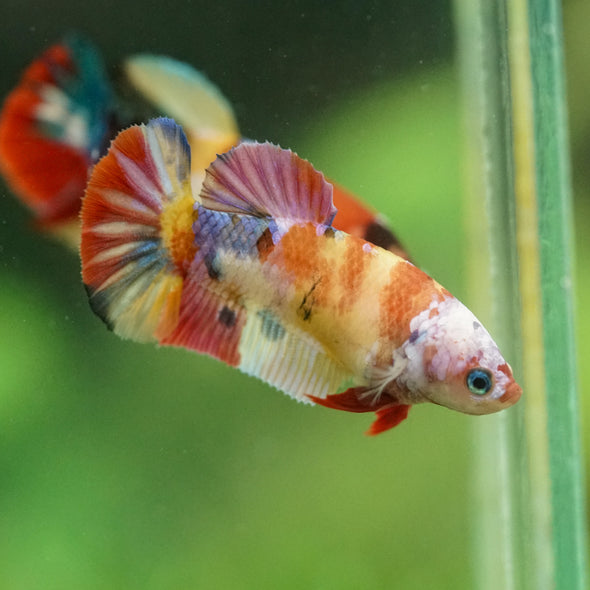 Multicolor/ Galaxy Koi Plakat- Female- 13 Weeks Old