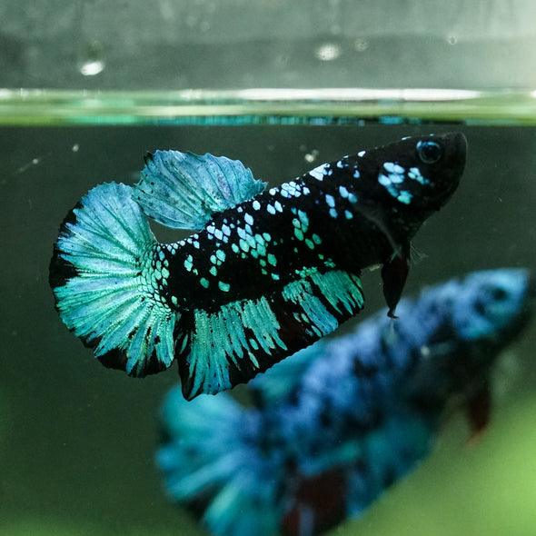 Black Koi Galaxy Plakat (Avatar) -10 weeks Old