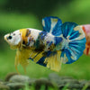 Multicolor/Galaxy Koi Plakat -16 weeks Old
