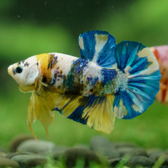 Multicolor/Galaxy Koi Plakat -16 weeks Old