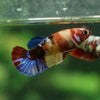 Multicolor/ Galaxy Koi Plakat - Female- 13 Weeks Old