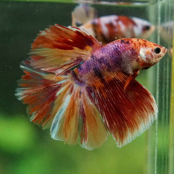 Galaxy/Candy Koi Halfmoon - 14 weeks old