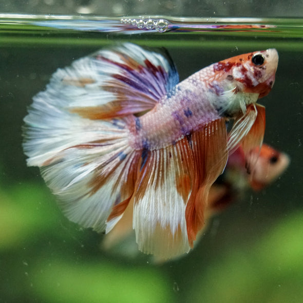 Galaxy/Candy Koi Halfmoon - 14 weeks old