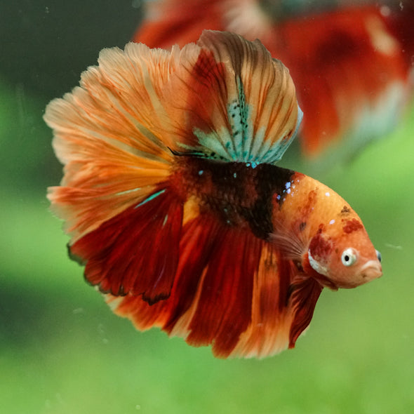 Galaxy/Candy Koi Halfmoon - 14 weeks old