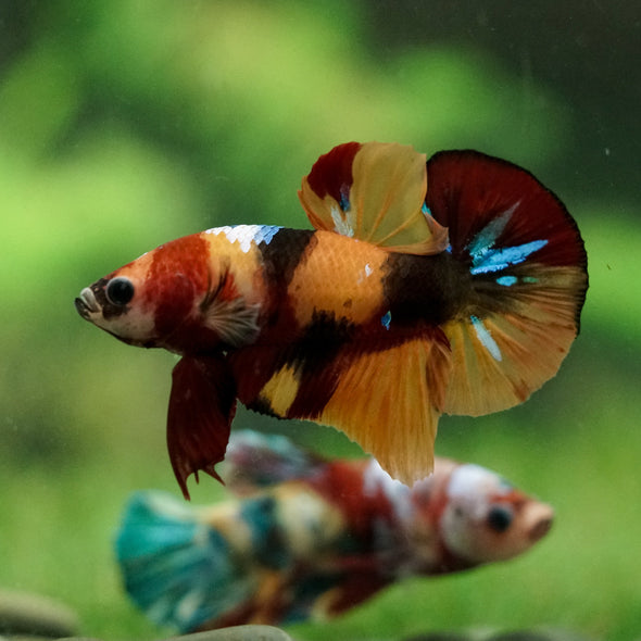 Multicolor/Galaxy Koi Plakat -16 weeks Old