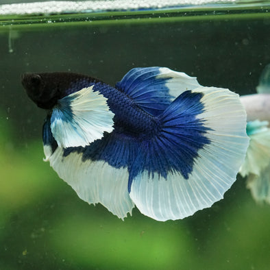 Dumbo Halfmoon - 12 weeks old