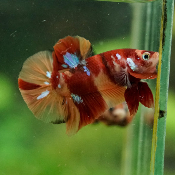 Multicolor/Galaxy Koi Plakat -16 weeks Old