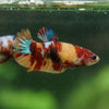 Multicolor/ Galaxy Koi Plakat- Female- 13 Weeks Old