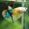 Multicolor/Galaxy Koi Plakat -16 weeks Old