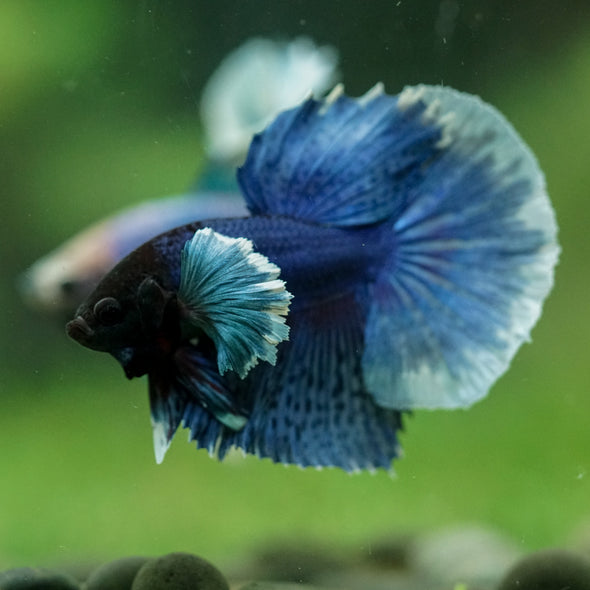 Dumbo Halfmoon - 12 weeks old